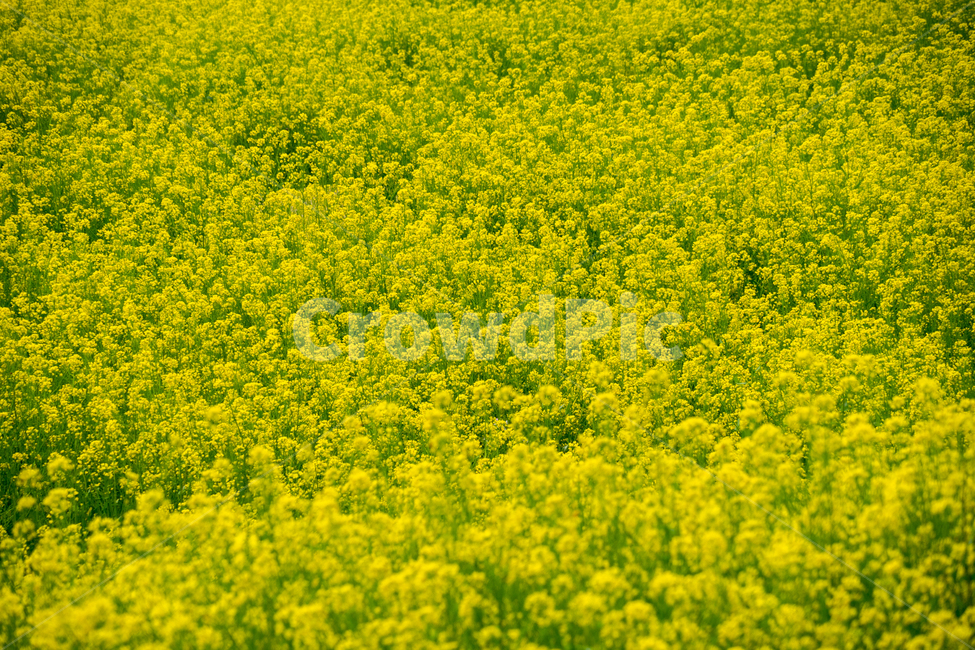 유채,봄,봄꽃,꽃,노랑,근접,풍경,자연,봄,계절,spring,season,자연,풍경,nature,landscape,outdoors,옥외,grassland,목초지,field,들,farm,농장,rural,농촌,meadow