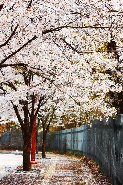 봄,spring,꽃,벚꽃,벚꽃나무,길거리,공원,가로수,봄꽃,blossom,나들이,봄나들이,4월,april