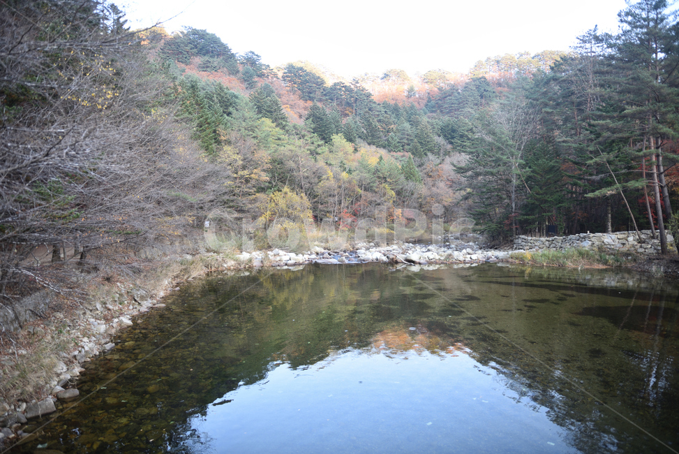 청정수,금강연,오대산,청정물,자연,연못,다리,교량,맑은물,water,청수,nature,깨끗한물,정수,outdoors,금강교,옥외,가을비경,연못수,연못물,물,트레킹길,트레킹코스,오대산수,강물,상원사길,월정사길,시골길,오대산국립공원,관광지,전나무숲,오대산월정사,월정사,평창군,상원사,선재길,가을,낙엽,pondwater,pond,fall,autumn,autumnscenery,cleanwater,fallenleaves,bridge,riverwater,river