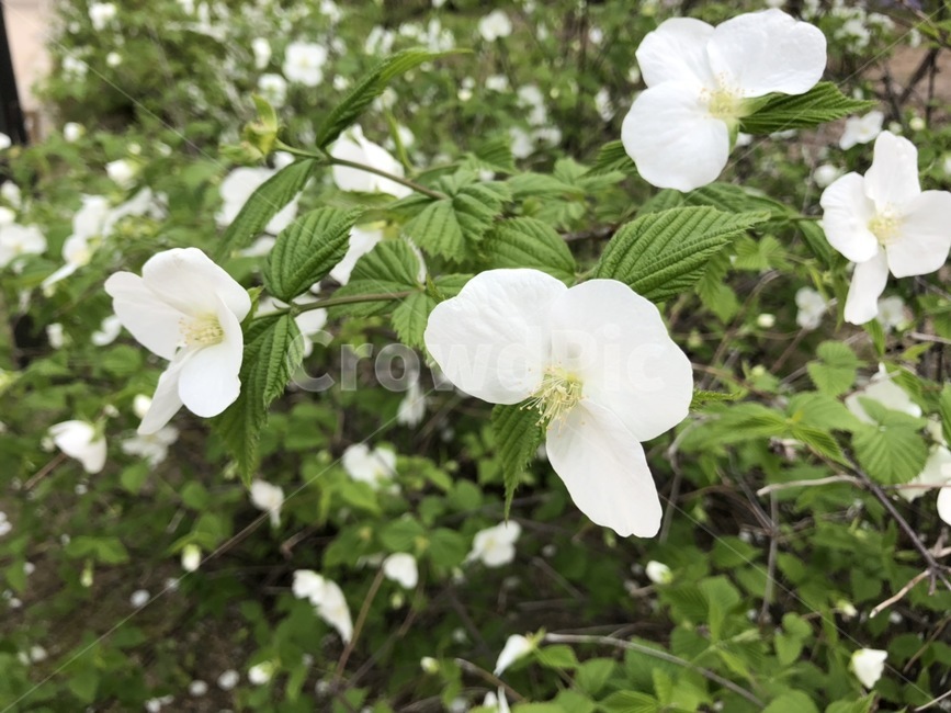 봄꽃,들꽃,병아리꽃나무,봄,병아리꽃,꽃잎,식물,자연,plants,nature,꽃,flower