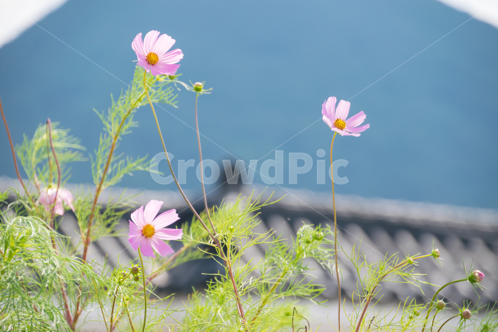코스모스,식물,꽃,cosmos,plants,가을,계절,fall,autumn,season,식물,자연,plants,nature,꽃,flower,plant