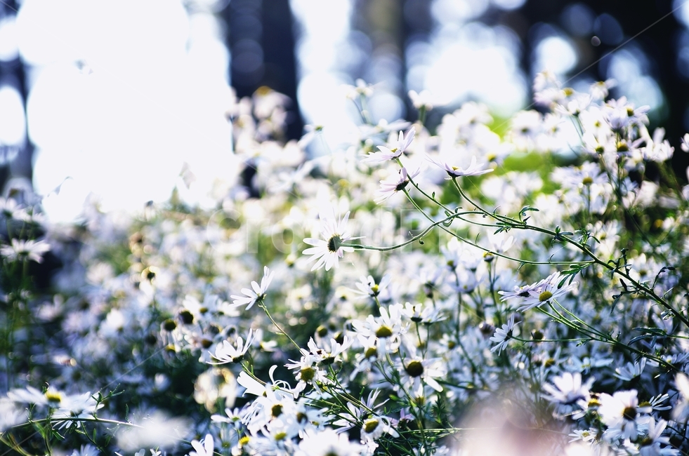 september,가을,구절초,꽃,들꽃,식물,자연,plants,nature,꽃,flower
