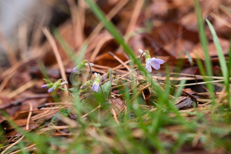 자연,풀,줄기,새싹,생명,식물,자연,plants,nature,꽃,flower
