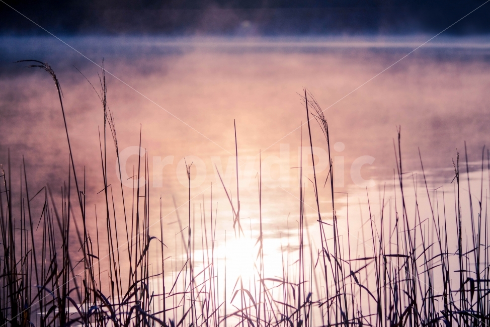 자연,풍경,풍경사진,호수,갈대,일출,햇빛,태양,해,자연사진,물안개,안개,nature,landscape,lake,reed,sun,sunlight,sunrise,fog,reflection,reflect,mirror,반영,자연,풍경,nature,landscape,한국자연풍경,한국자연경관,korea nature landscape,감성,sensible,feeling,휴식,힐링,rest,relaxation,healing,grass,잔디,plant,식물,lawn