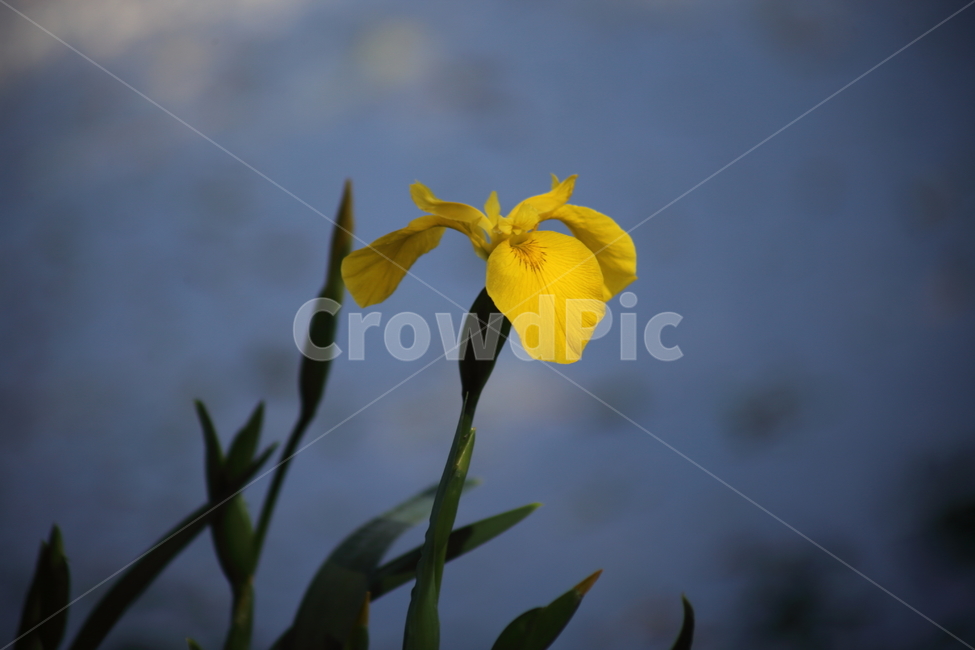 노랑꽃창포,창포,봄,황창포,yellowflagiris