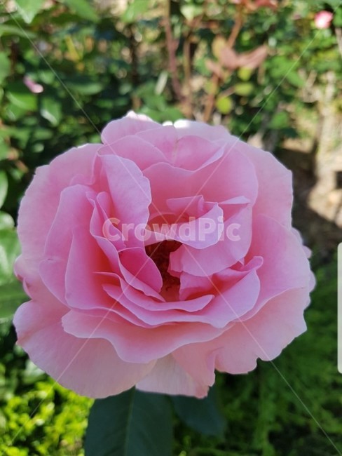 flower,꽃,장미,식물,분홍꽃,꽃,flower