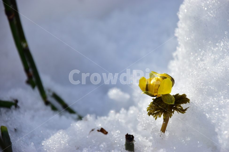 복수초,야생화,봄,눈,설중,꽃,풀꽃,자연,식물,식생,감성,힐링,plants,nature,spring,season,flower,emotion,feeling,노란색,노랑,초본
