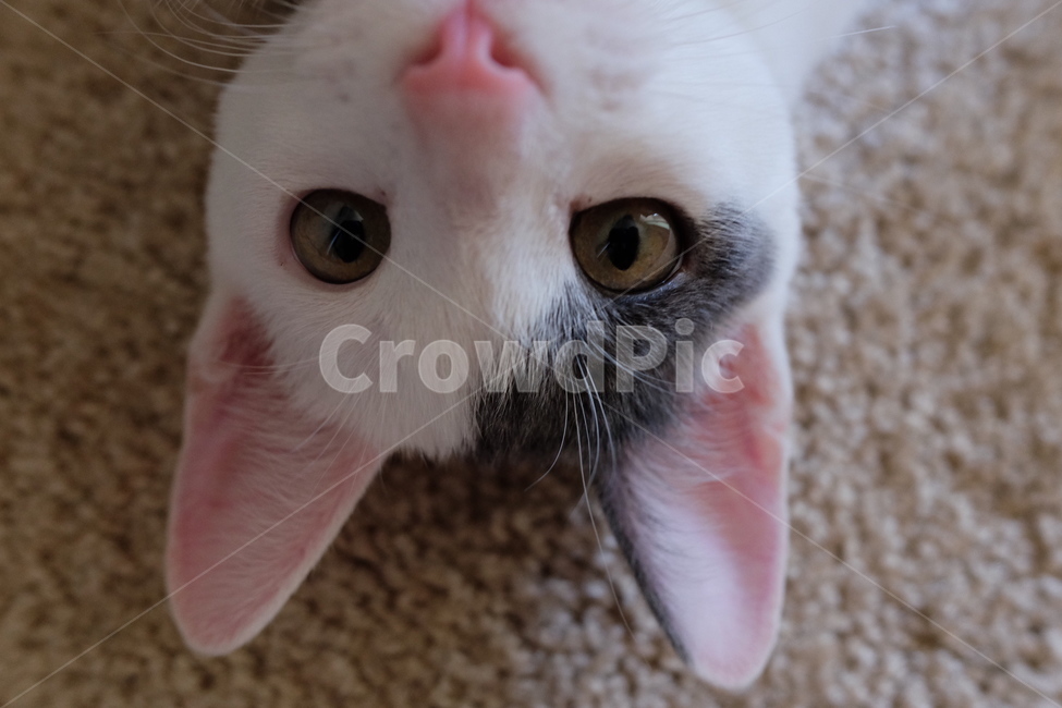 고양이,동물,애완동물,반려묘,cat,pet,동물,animal,포유류,mammal,고양이,cat,kitten,kitty