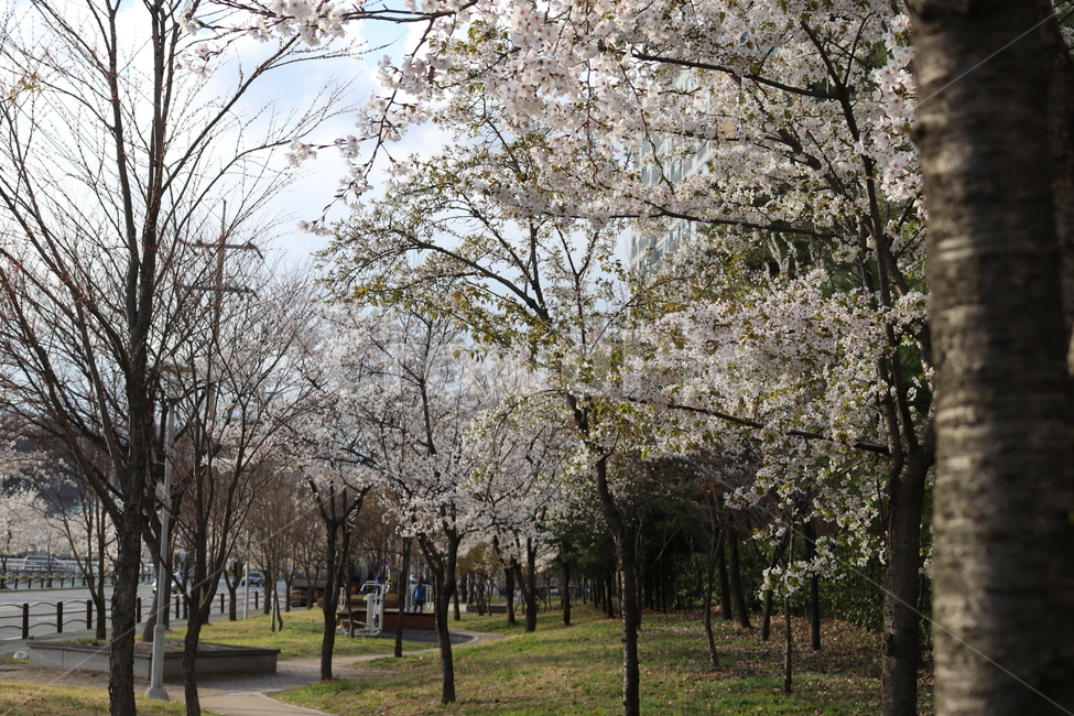 꽃,풍경,색감,시원함,청량함,부드러움,자연,풍경,nature,landscape,plant,식물,flower,cherry blossom,벚꽃,blossom