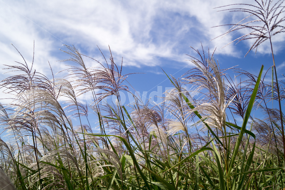 갈대,하늘,갈대밭,구름,바람,가을,계절,fall,autumn,season,plant,식물,grass,잔디,lawn,reed