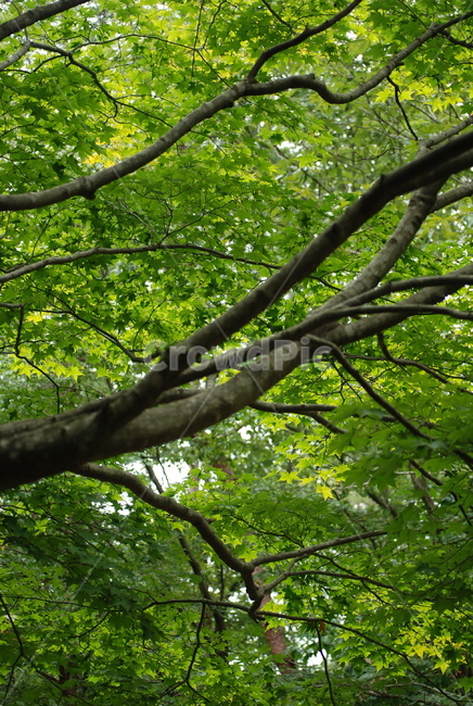 식물,tree,나무,나무줄기,초록
