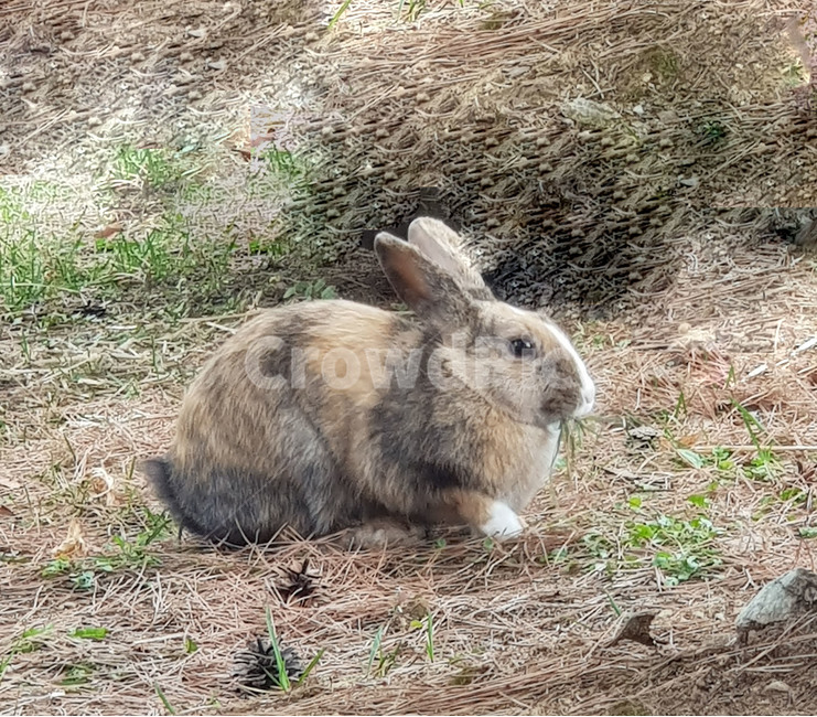 토끼,산토끼,아기토끼,동물,rabbit,animal