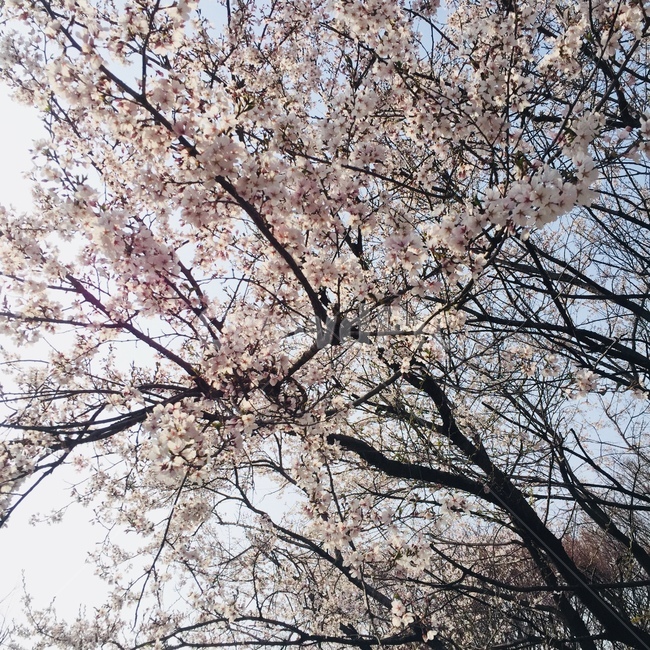 봄,벚꽃,spring,꽃,flower,봄,계절,spring,season,식물,자연,plants,nature,꽃,flower,나무,trees,wood,plant,blossom,cherry blossom