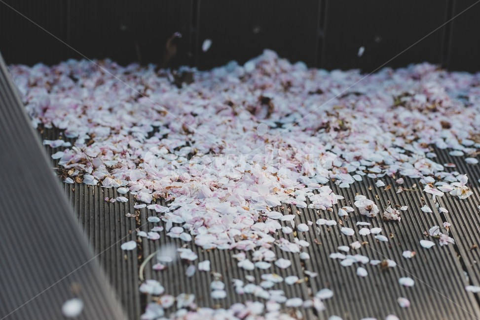 벚꽃,벚꽃잎,사쿠라,벚나무,cherryblossom,봄,계절,spring,season,꽃,flower,petal,꽃잎,plant,식물,blossom