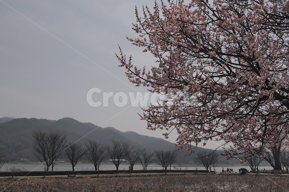 자연,풍경,꽃,나무,벚꽃,두물머리,감성,봄,계절,spring,season,자연,풍경,nature,landscape,plant,식물