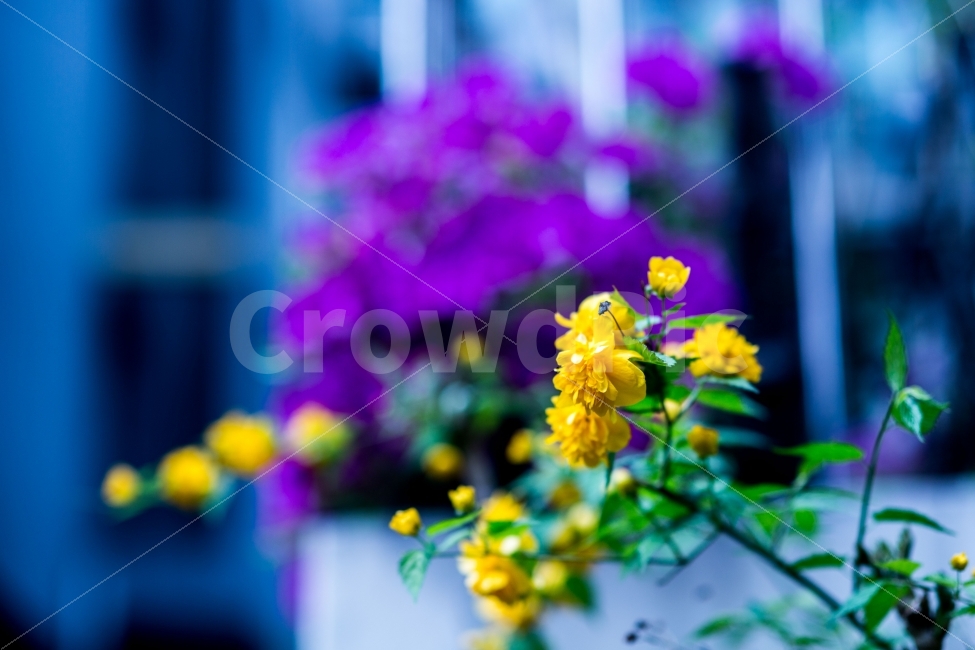 봄날,봄꽃,푸른식물,햇살,길꽃,식물,자연,plants,nature,꽃,flower