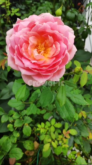 rose,장미,식물,꽃,flower