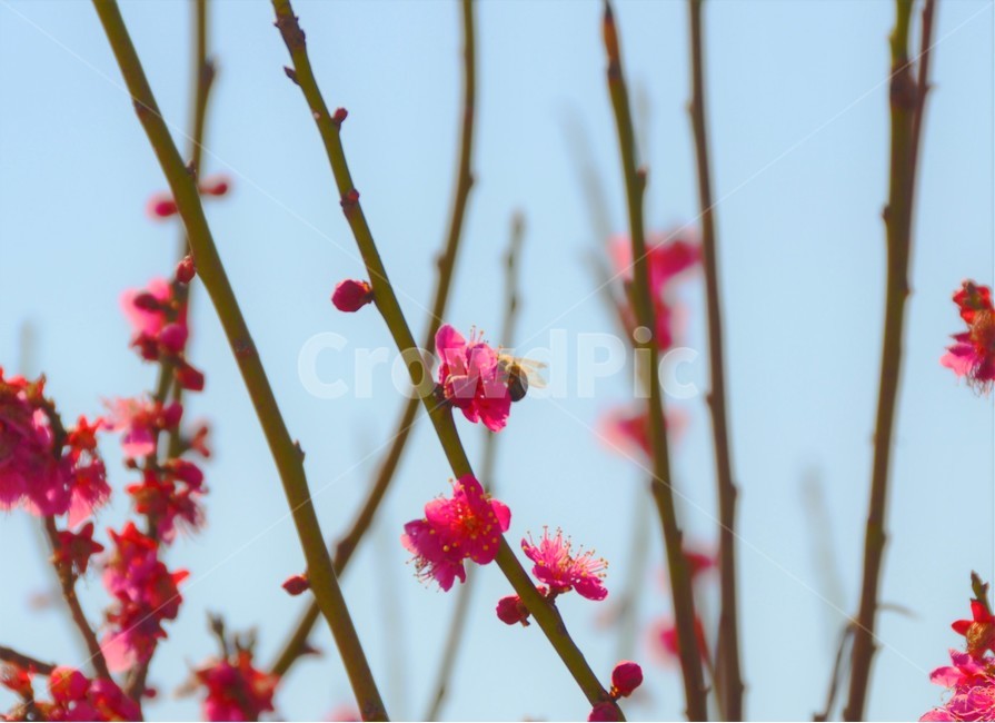 꿀벌,수정,봄,빨간꽃,감성,봄,계절,spring,season,식물,자연,plants,nature,꽃,flower,동물,animal,곤충,벌레,insect,bug,감성,sensible,feeling,plant