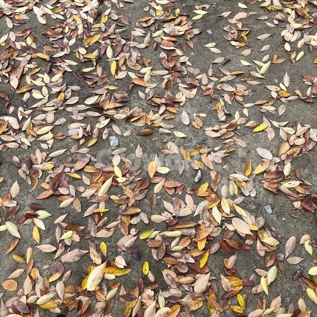 낙엽,가을,자연,fall,나뭇잎,가을,계절,fall,autumn,season,ground,바닥,leaf,잎,plant,식물