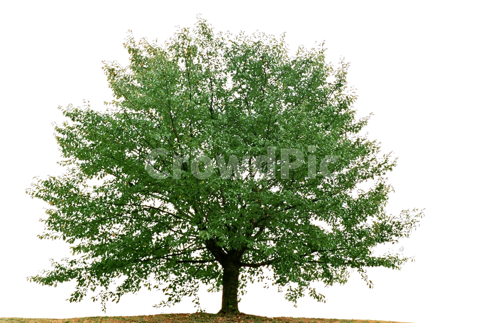 필름,필름사진,필름느낌,필름감성,초록,나무,왕따나무,자연,풍경,plant,tree,식물,자연,plants,nature,나무,trees,wood