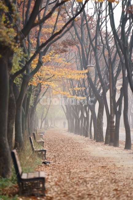 인천대공원의가을길,단풍길,새벽아침,가을,단풍,가을,계절,fall,autumn,season,자연,풍경,nature,landscape,tree,나무,plant,식물,tree trunk,나무 줄기