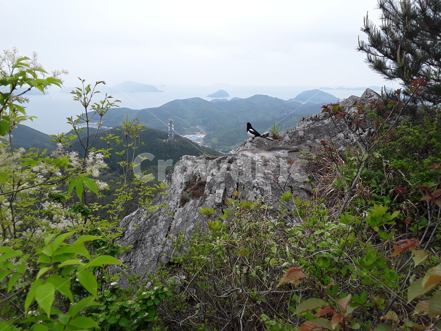까치,새,동물,섬,바다