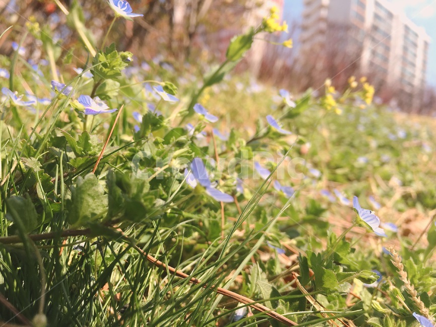 봄까치꽃,잔디,큰개불알풀,두해살이풀,풀꽃,봄,초록,봄,계절,spring,season,식물,자연,plants,nature,꽃,flower,plant,geranium,제라늄,blossom