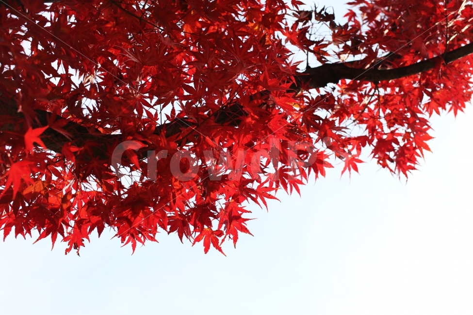 단풍,가을,가을단풍,풍경,가을풍경,가을배경,가을,계절,fall,autumn,season,식물,자연,plants,nature,leaf,잎,plant,tree,나무,maple