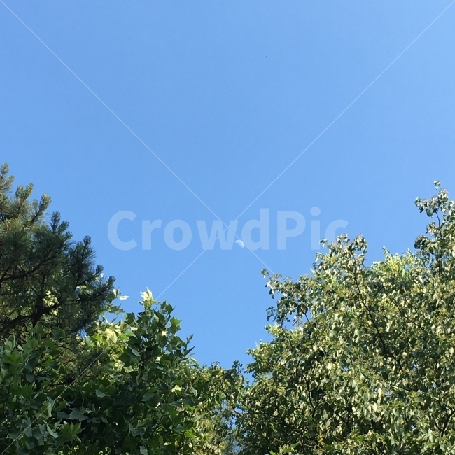 풍경,하늘,달,나무,낮달,감성,반달,자연,풍경,nature,landscape,plant,식물,tree