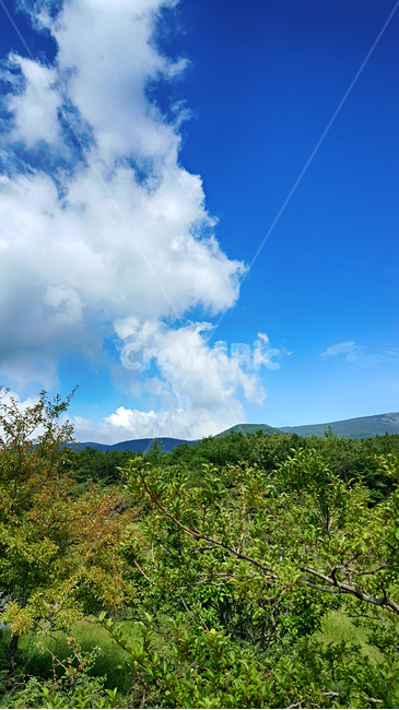 제주,한라산,1100고지,한라산1100고지,산,제주도,자연,nature,outdoors,옥외,자연,풍경,nature,landscape