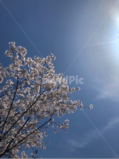 봄,벚꽃,꽃,팝콘,하늘