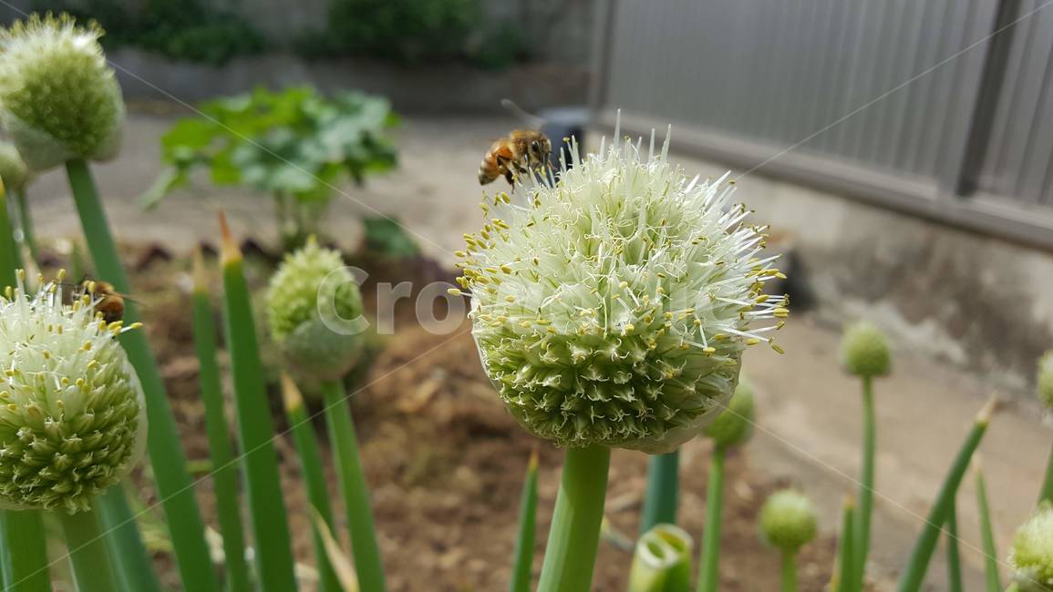 파,파꽃,벌꿀,벌,자연,텃밭,꿀채취,식물,동물,곤충,꿀,채소,honey,honeybee,bee,greenonion,greenonionflower,꽃,꽃가루,수술