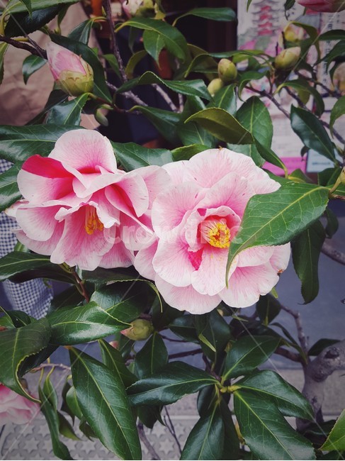 분홍색꽃,꽃,꽃장식,식물,flower