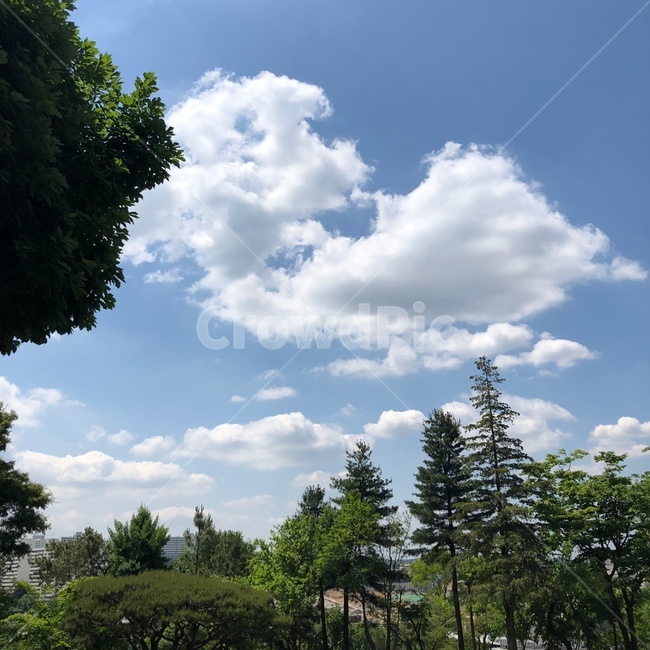 하늘,구름,나무,풍경,날씨,맑음