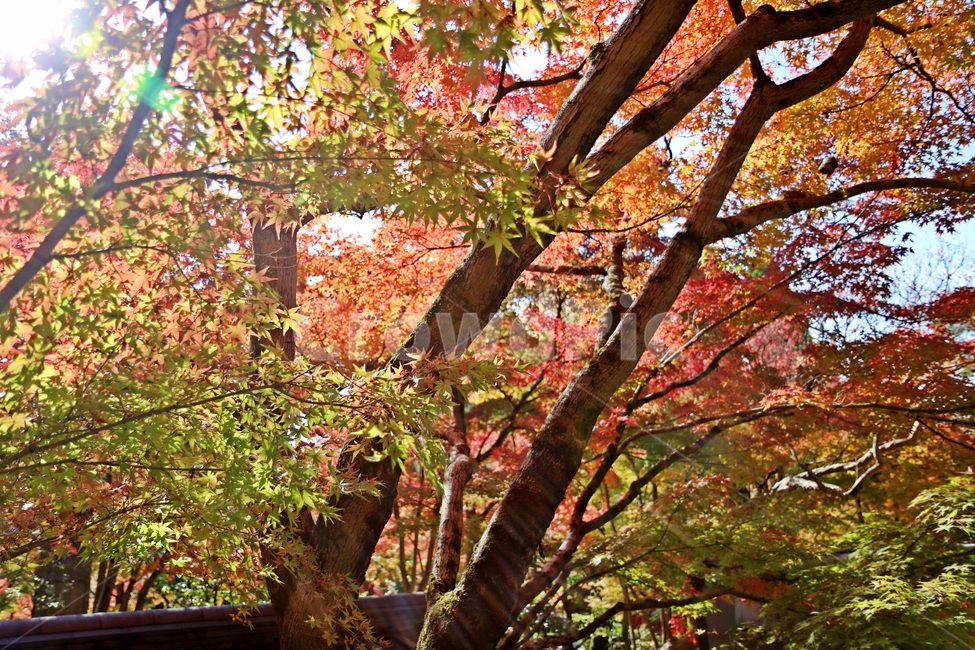 단풍,maple,mapletree,단풍나무,가을단풍,가을,계절,fall,autumn,season,식물,자연,plants,nature,나무,trees,wood,tree,plant,leaf,잎,tree trunk,나무 줄기
