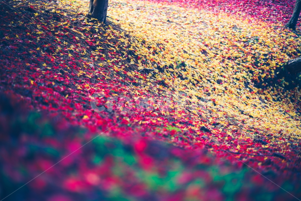 가을,단풍,낙엽,노란단풍,빨간단풍,가을,계절,fall,autumn,season