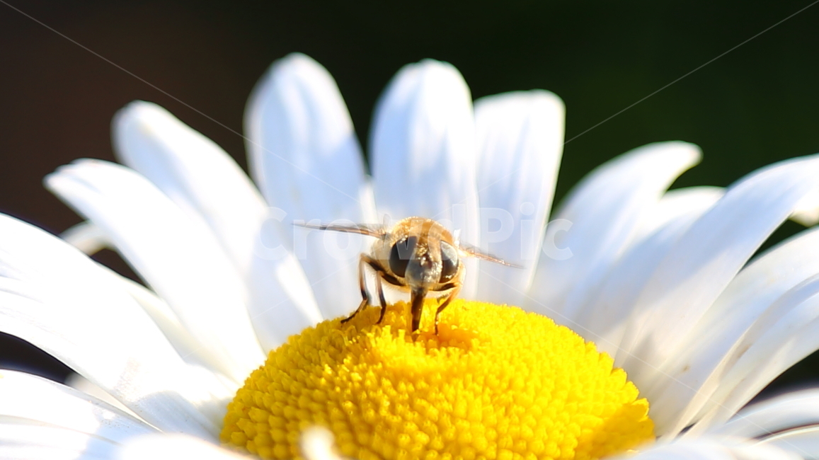 곤충,뚱보기생파리,꽃,데이지꽃,파리,식물,자연,plants,nature,꽃,flower,동물,animal,곤충,벌레,insect,bug