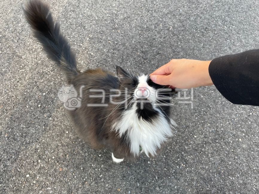 Pets,kitten,dog cat,cat,animal,pet