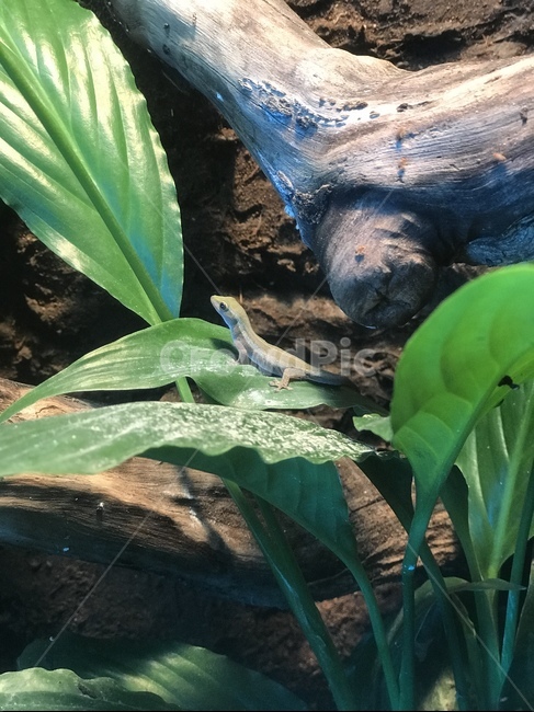 Cameroon Warp Gecko,gecko,animal,reptile,lizard