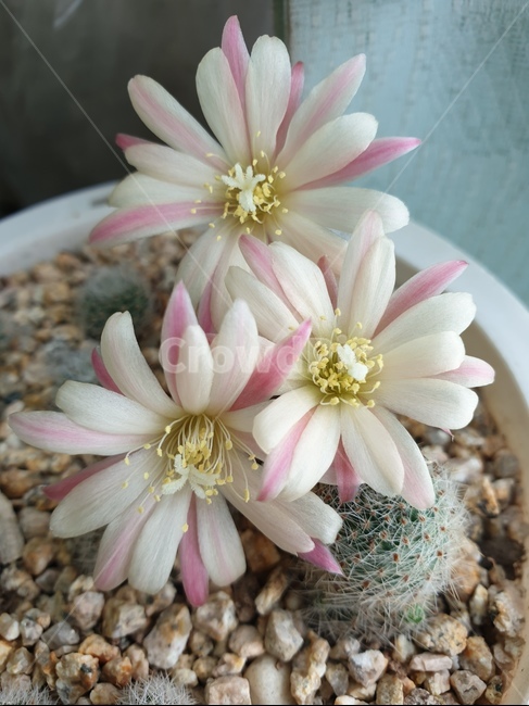 선인장,꽃,화분,flower,식물,자연