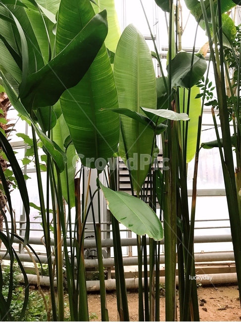 leaf,잎,plant,식물,큰잎,초록,초록색,나뭇잎,열대식물,더운나라식물