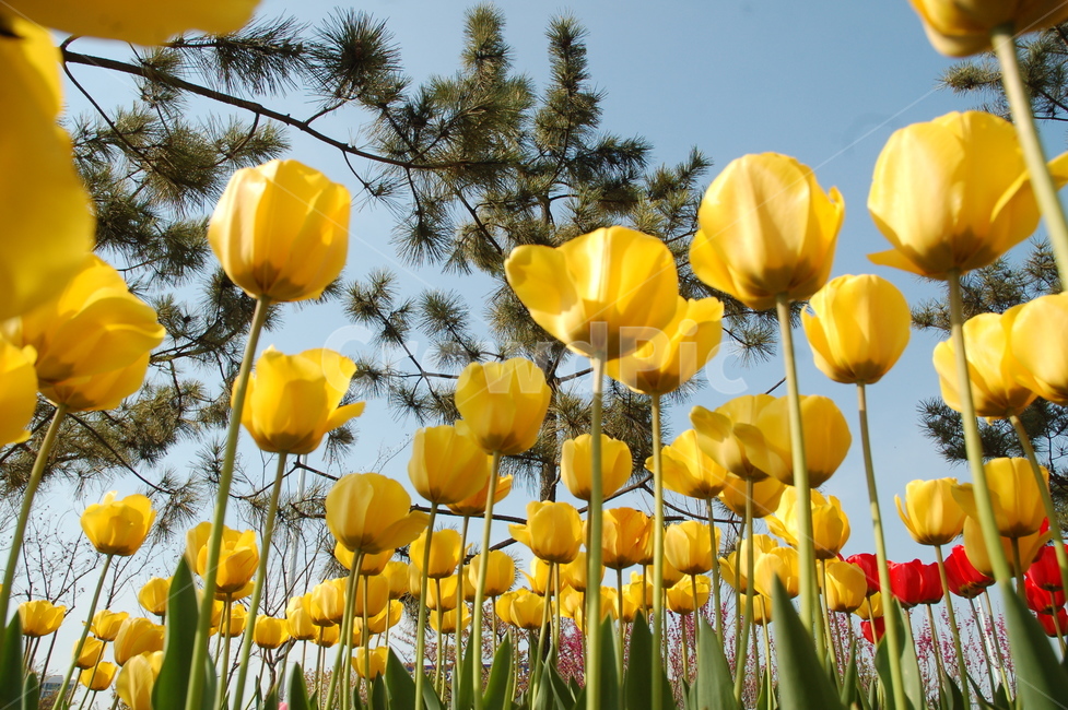 봄,꽃,튤립,예쁜꼿,flower,식물,자연,plants,nature,꽃,flower