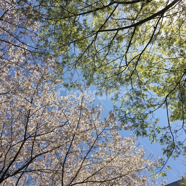 하늘,봄,벚꽃,나무,풍경,거리