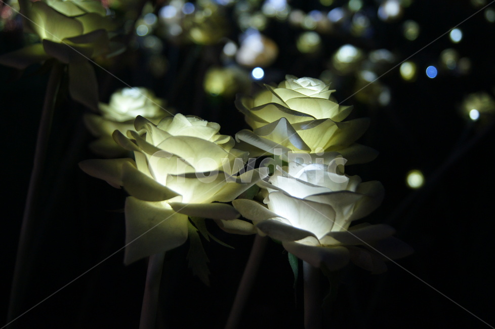 꽃,불빛,장미,flower,식물,식물,자연,plants,nature,꽃,flower