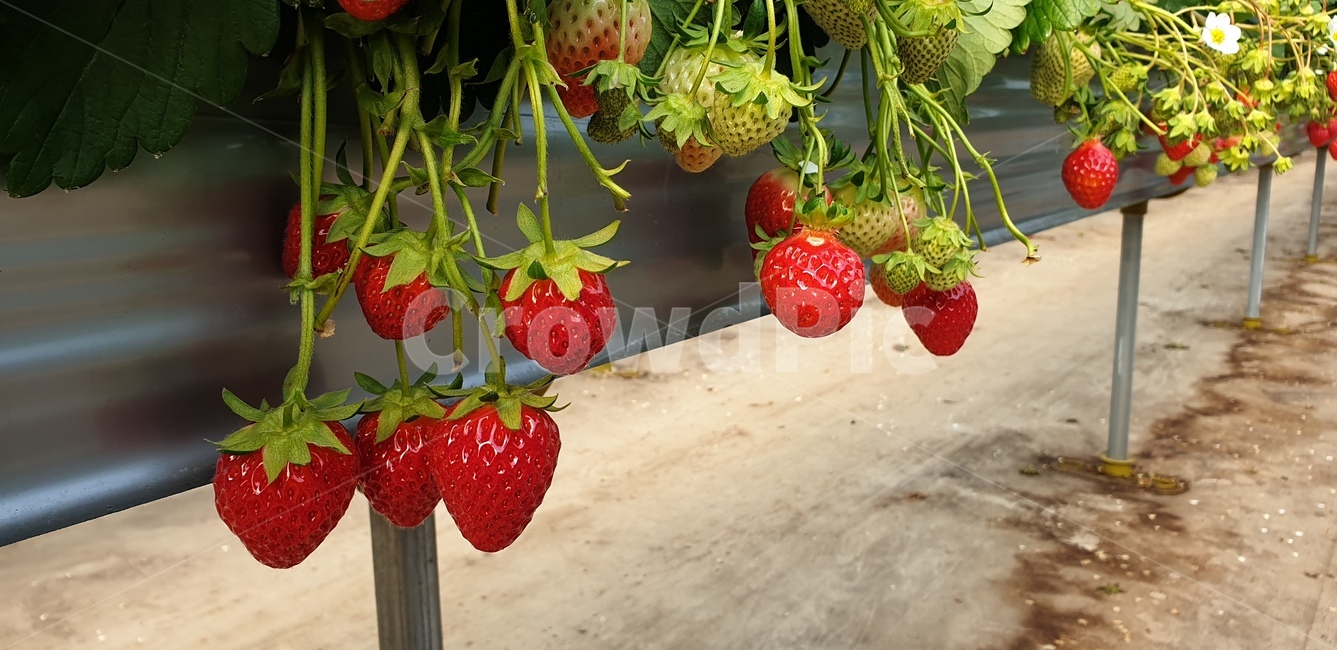 딸기,딸기체험,딸기따기,과일,strawberry,fruit,수확,식물,자연,plants,nature,과일,열매,fruit