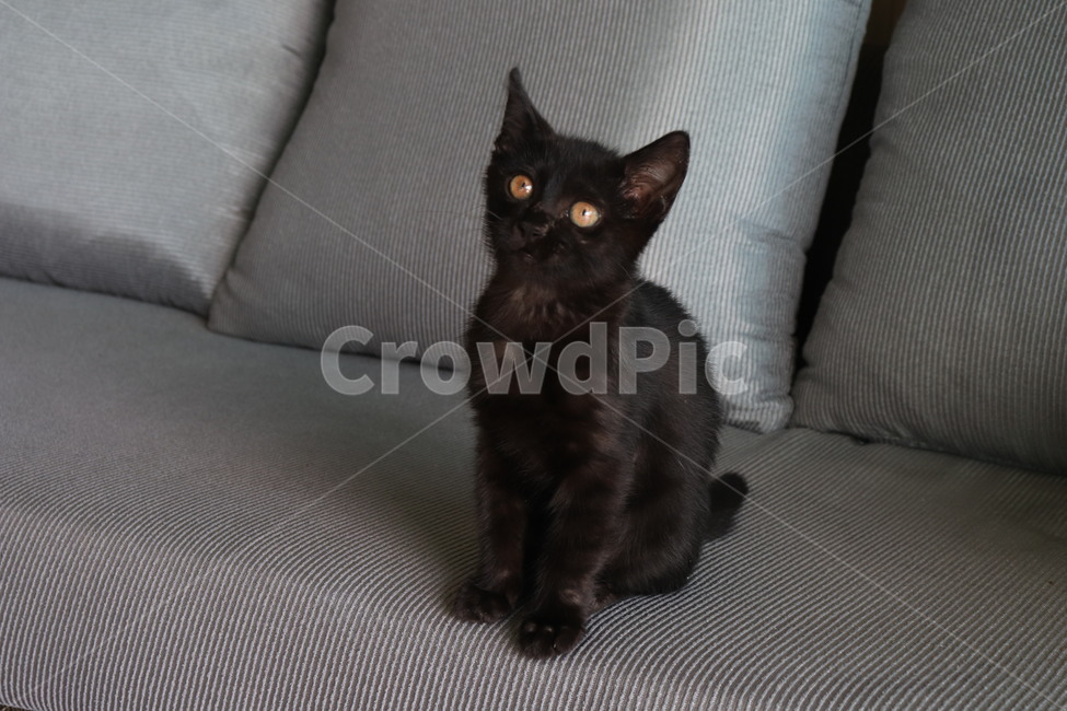 고양이,아기고양이,앉아있는고양이,애기고양이,검정색,야옹,야옹이,귀여운,검정고양이,동물,animal,포유류,mammal,고양이,cat,kitten,kitty