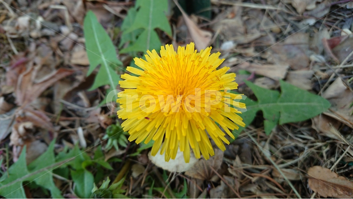 식물,꽃,노랑꽃,노란색,노랑색,옐로우,민들레,봄,계절,spring,season,식물,자연,plants,nature,꽃,flower,plant