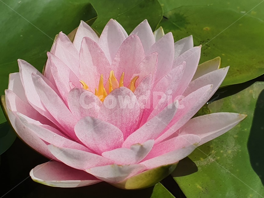 plant,식물,lily,백합,blossom,꽃,flower,pondlily,연못백합,식물,자연,plants,nature,꽃,flower