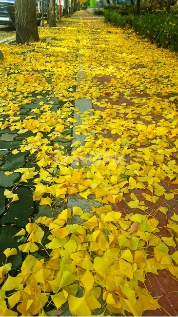 은행잎길,가을길,노란은행잎,걷고싶은길,낙엽,ginkgo,ginkgoload,yellowload,leaf,plant,식물