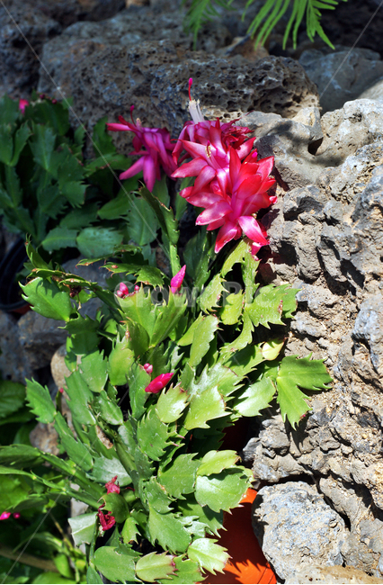 게발선인장,선인장,꽃,식물,브라질,관상용,꺽꽂이,접목,착생식물,식물,자연,plants,nature,꽃,flower